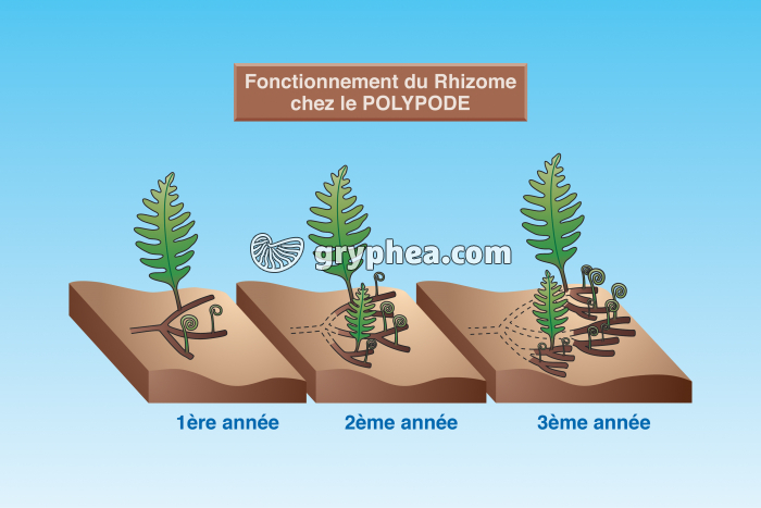 Polypode (fougère) - Croissance du rhizome - gryphea.com